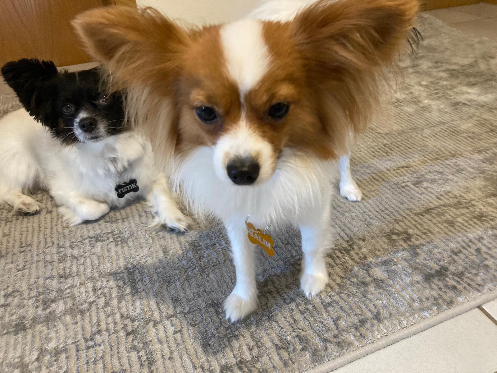 Hundemarke - Knochenform