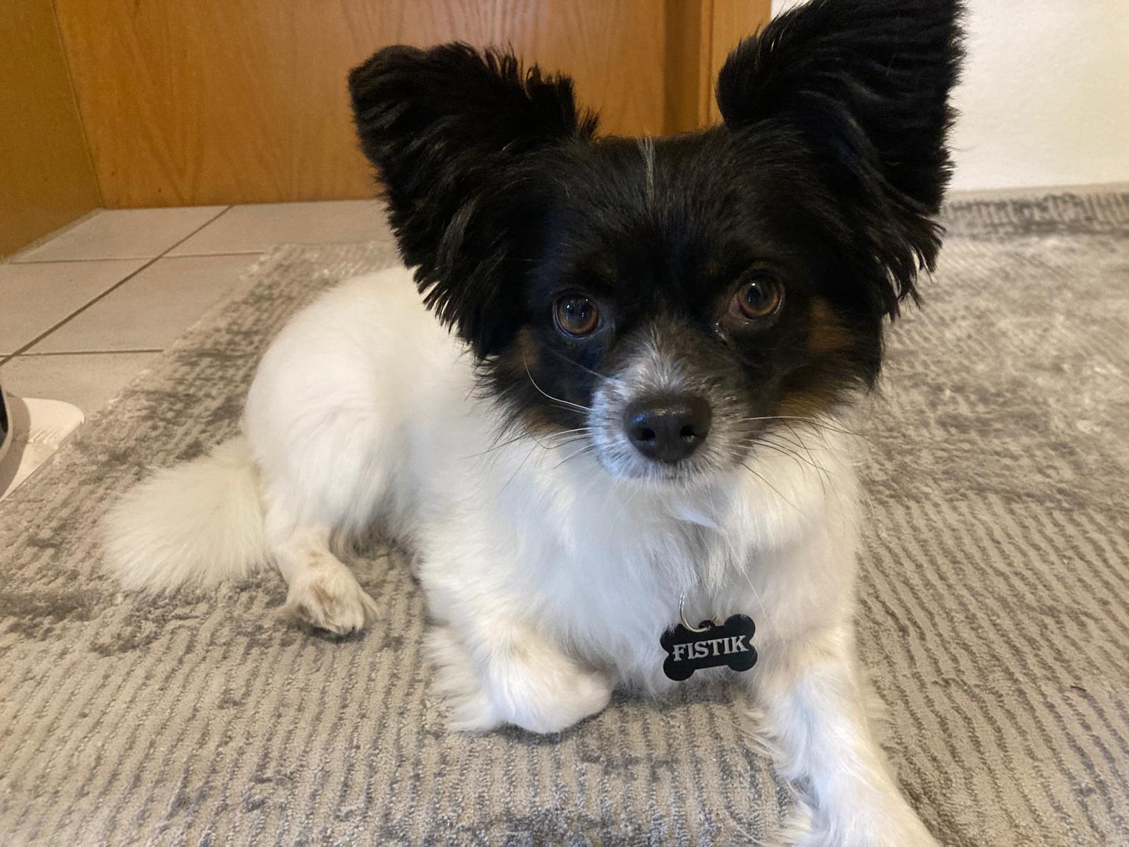 Hundemarke - Knochenform